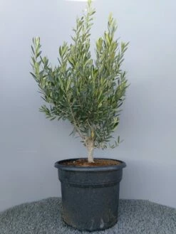 Olijf Als Struik (Olea Europaea) -DIRECTPLANT Winkel 20220223 132609