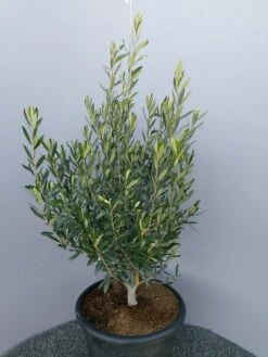 Olijf Als Struik (Olea Europaea) -DIRECTPLANT Winkel 20220223 132617