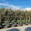 Olijfwilg Als Leiboom (Elaeagnus Ebbingei) 2 Olijfwilg Als Leiboom (Elaeagnus Ebbingei) -DIRECTPLANT Winkel 20220728 174446 1