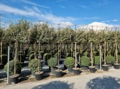 Olijfwilg Als Leiboom (Elaeagnus Ebbingei)