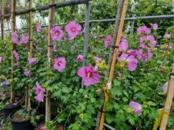 Altheastruik (Hibiscus Syriacus 'Rose Moon') 13 Altheastruik (Hibiscus Syriacus 'Rose Moon') -DIRECTPLANT Winkel 20220817 110039