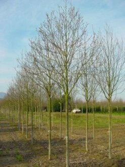 Beverboom (Magnolia Cylindrica)