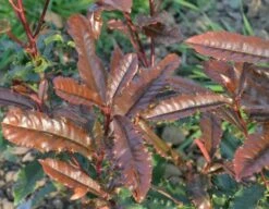 Glansmispel (Photinia Serratifolia ‘Crunchy’) -DIRECTPLANT Winkel 21 rec ret photinia crunchy rev100 jardin 11mars14 1