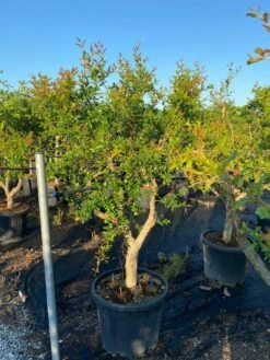 Granaatappel Als Solitair (Punica Granatum) -DIRECTPLANT Winkel 21d7902e cbee 47db 8e50 e9ce1bdec5bf 1
