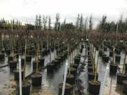 Beverboom Op Stam (Magnolia Soulangeana) 5 Beverboom Op Stam (Magnolia Soulangeana) -DIRECTPLANT Winkel 22