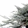 Jeneverbes (Juniperus Horizontalis 'Icee Blue') -DIRECTPLANT Winkel 233100.030c03 2015974 1