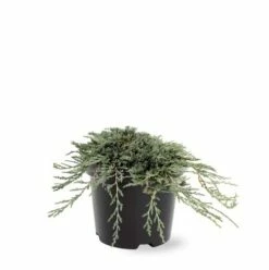 Jeneverbes (Juniperus Horizontalis 'Icee Blue') -DIRECTPLANT Winkel 233100.030c03 2146538 1