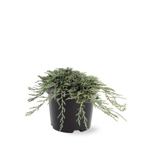 Jeneverbes (Juniperus Horizontalis 'Icee Blue') 4 Jeneverbes (Juniperus Horizontalis 'Icee Blue') - Afbeelding 2