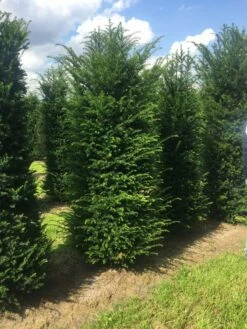 Grote Venijnboom (Taxus Baccata) -DIRECTPLANT Winkel 250300x 100 125 1 2