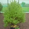 Grove Den (Pinus Sylvestris 'Norwegian') -DIRECTPLANT Winkel 281pinussylv.norwegian 7