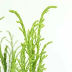 Sikkelden (Cryptomeria Japonica 'Kitayama') -DIRECTPLANT Winkel 2887685 v t5