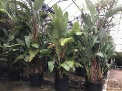 Paradijsvogelplant (Strelitzia Nicolai) -DIRECTPLANT Winkel 2 1