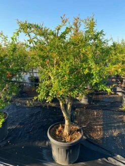 Granaatappel Als Solitair (Punica Granatum) -DIRECTPLANT Winkel 2abb39e3 174c 4ec1 a229 9f8a81d17e96