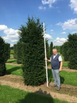 Grote Venijnboom (Taxus Baccata) -DIRECTPLANT Winkel 300350 x 100 125 br 1