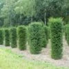 Taxus (Taxus Baccata Cilinder) -DIRECTPLANT Winkel 343taxusbaccatacilinder 1 2