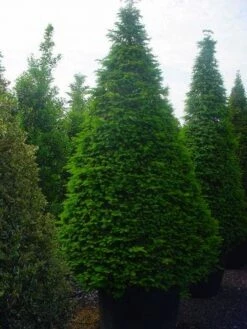 Taxus Als Kegel (Taxus Baccata) 13 Taxus Als Kegel (Taxus Baccata) -DIRECTPLANT Winkel 344taxusbaccatakegel 9