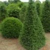 Taxus Als Pyramide (Taxus Baccata) -DIRECTPLANT Winkel 347taxusbaccatapir 5 1