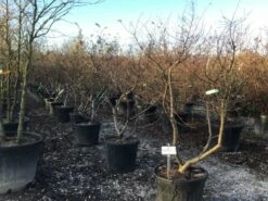 Dwergiep (Ulmus Minor 'Jacqueline Hillier') 5 Dwergiep (Ulmus Minor 'Jacqueline Hillier') -DIRECTPLANT Winkel 3 2