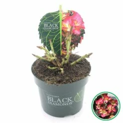 Hortensia (Hydrangea Black Diamonds Dark Angel) -DIRECTPLANT Winkel 3 4