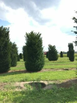 Grote Venijnboom (Taxus Baccata) -DIRECTPLANT Winkel 400450x 150 200 1