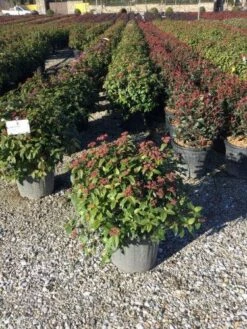Sneeuwbal Als Bolvorm (Viburnum Tinus 'Eve Price') -DIRECTPLANT Winkel 4050 1