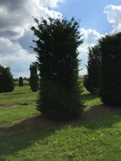 Grote Venijnboom (Taxus Baccata) -DIRECTPLANT Winkel 450500 x 150 200 1 1