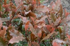 Glansmispel (Photinia Serratifolia ‘Crunchy’) -DIRECTPLANT Winkel 4 photinia crunchy rev100 haie 5mai15