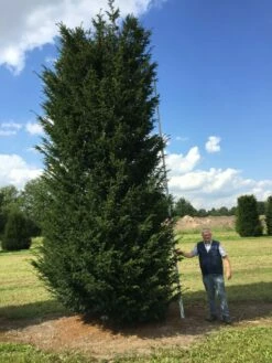 Grote Venijnboom (Taxus Baccata) -DIRECTPLANT Winkel 550600 x 175 200 1 2