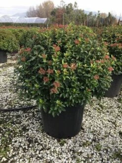 Sneeuwbal Als Bolvorm (Viburnum Tinus 'Eve Price') -DIRECTPLANT Winkel 6070