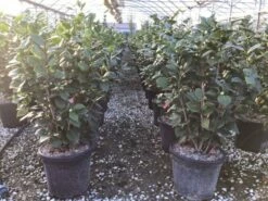 Camelia (Camellia Japonica 'Sacco Vera') -DIRECTPLANT Winkel 6 1 1 2