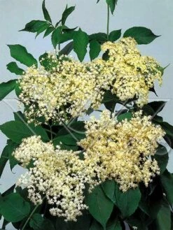 Vlier (Sambucus Nigra) -DIRECTPLANT Winkel 703081 3 1