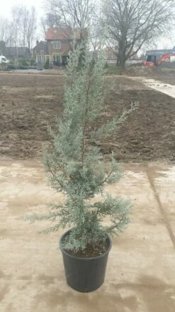 Cipres (Cupressus Arizonica 'Glauca') -DIRECTPLANT Winkel 7888f186 82df 40f0 a6e3 5c48ccda9904 1