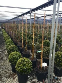 Japanse Esdoorn (Acer Palmatum 'Viridis') 12 Japanse Esdoorn (Acer Palmatum 'Viridis') -DIRECTPLANT Winkel 7 2