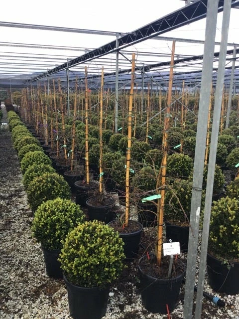 Japanse Esdoorn (Acer Palmatum 'Viridis') 7 Japanse Esdoorn (Acer Palmatum 'Viridis') - Afbeelding 5