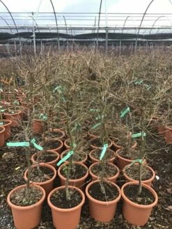 Japanse Esdoorn (Acer Palmatum 'Viridis') 13 Japanse Esdoorn (Acer Palmatum 'Viridis') -DIRECTPLANT Winkel 8 1