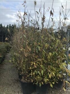 Winterzoet (Chimonanthus Praecox) -DIRECTPLANT Winkel 9