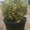 Kardinaalshoed Als Bol (Euonymus Japonicus 'Bravo') -DIRECTPLANT Winkel 92dad862 0f9e 4dee 96e6 88c471cb2c98