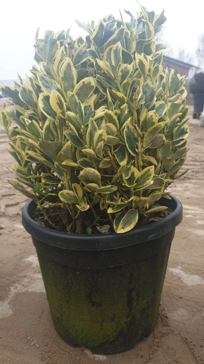 Kardinaalshoed Als Bol (Euonymus Japonicus 'Bravo') 3 Kardinaalshoed Als Bol (Euonymus Japonicus 'Bravo')