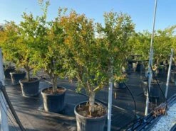 Granaatappel Als Solitair (Punica Granatum) -DIRECTPLANT Winkel 9f2e2d79 4476 41bd a214 0070b1656e3a