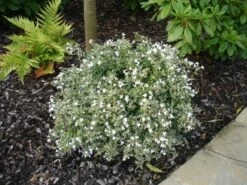 Abelia (Abelia Grandiflora 'Confetti') -DIRECTPLANT Winkel abelia confetti 2