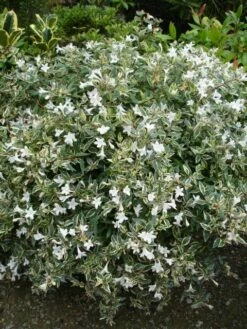 Abelia (Abelia Grandiflora 'Confetti') -DIRECTPLANT Winkel abelia confetti 3