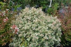 Abelia (Abelia Grandiflora 'Confetti') -DIRECTPLANT Winkel abelia confetti 4