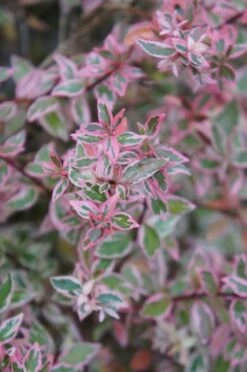 Abelia (Abelia Grandiflora 'Confetti')
