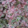 Abelia (Abelia Grandiflora 'Confetti') -DIRECTPLANT Winkel abelia confetti 5