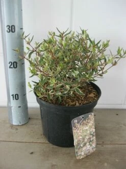 Abelia (Abelia Grandiflora 'Confetti') -DIRECTPLANT Winkel abelia confetti c3 18 7 2019 1