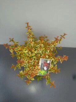 Abelia (Abelia Grandiflora 'Kaleidoscope') -DIRECTPLANT Winkel abelia gr. kaleidoscope