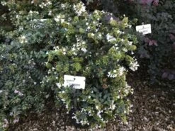 Abelia (Abelia Grandiflora) -DIRECTPLANT Winkel abelia grandiflora c10 1