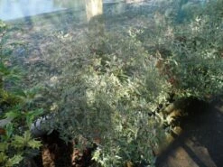 Abelia (Abelia Grandiflora 'Confetti') -DIRECTPLANT Winkel abelia grandiflora confetti c10 1