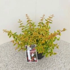 Abelia (Abelia Grandiflora 'Kaleidoscope') -DIRECTPLANT Winkel abelia grandiflora kaleidoscope pbr