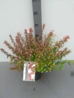 Abelia (Abelia Grandiflora 'Sherwood') 13 Abelia (Abelia Grandiflora 'Sherwood') -DIRECTPLANT Winkel abelia grandiflora sherwood